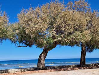 Lingula, ta jezična šola | Potopis po Siciliji - Marzamemmi